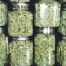 marijuana strains