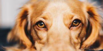 how to calm an anxious dog at night