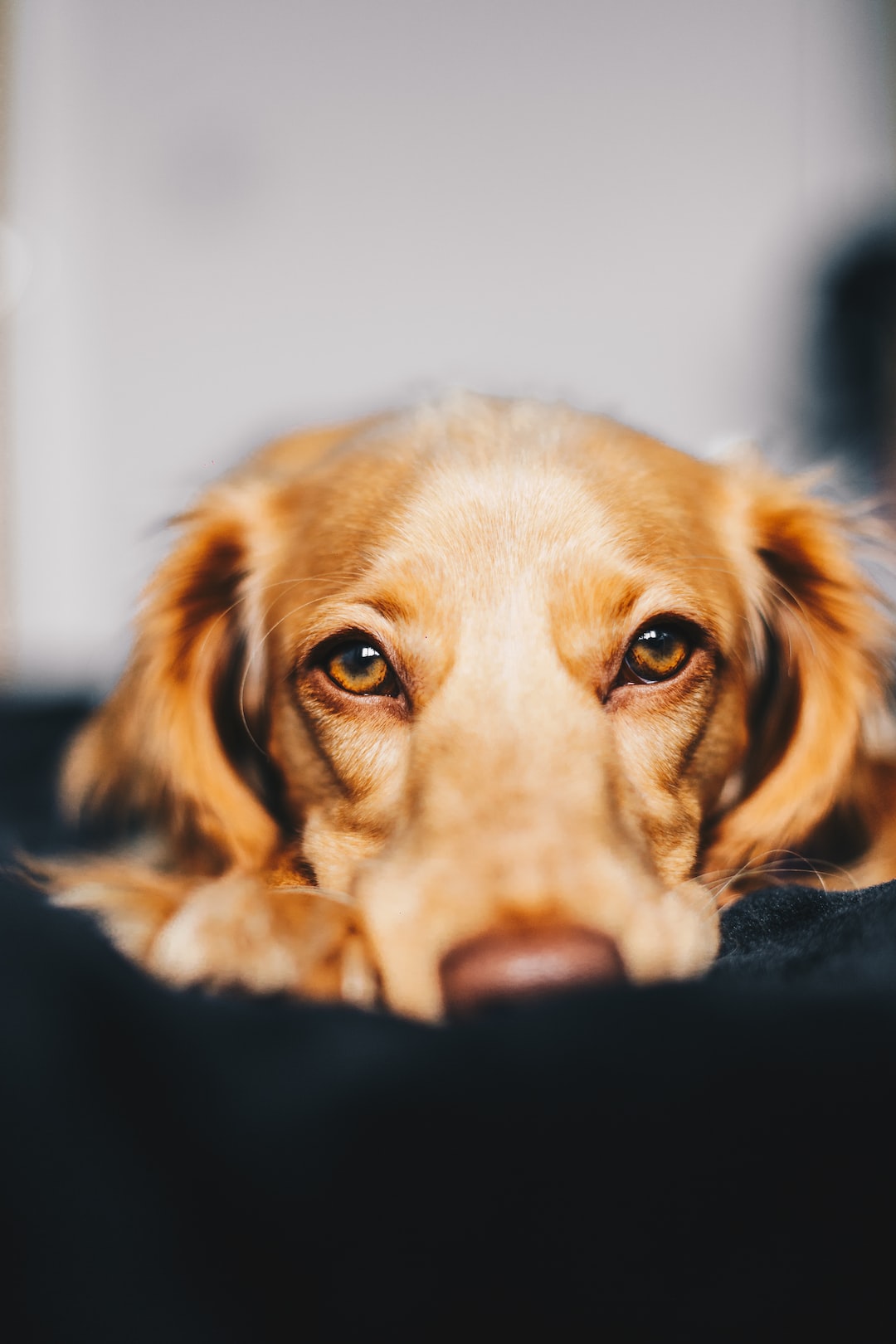 how-to-calm-an-anxious-dog-at-night