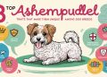 Unique Ashempudel traits that make them stand out among dog breeds
